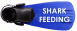shark_feeding