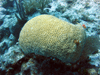 Brain Coral