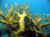 Elkhorn Coral