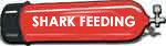 shark_feeding
